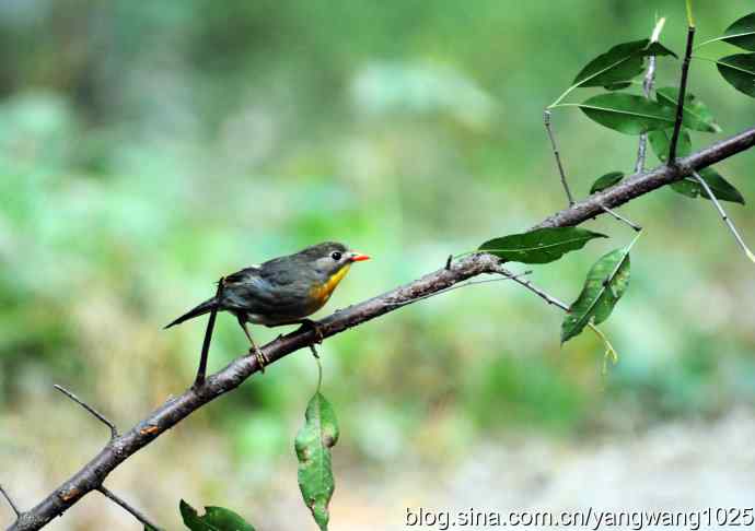 又遇相思鸟(1) 又遇相思鸟(1)