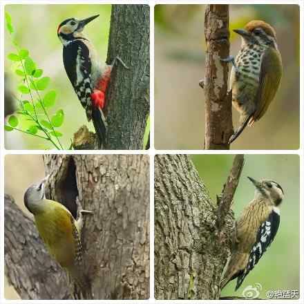 四种啄木鸟：大斑啄木鸟、斑姬啄木鸟、灰头绿啄木鸟、星头啄木鸟