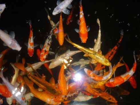 龙：传说的兽原型探秘（鲤鱼）