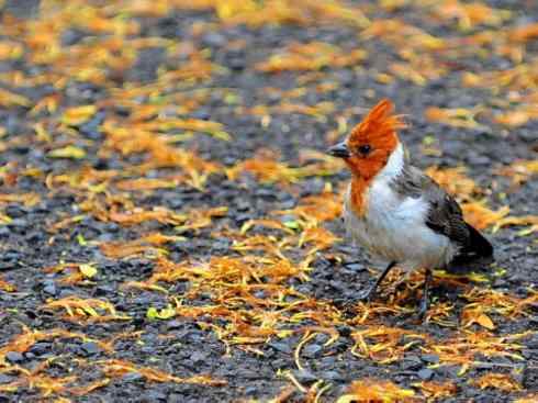 家禽驯化之源之三十二