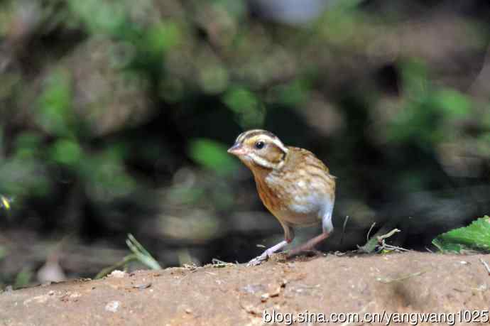 北京天坛公园的鸟类——白眉鹀（10）