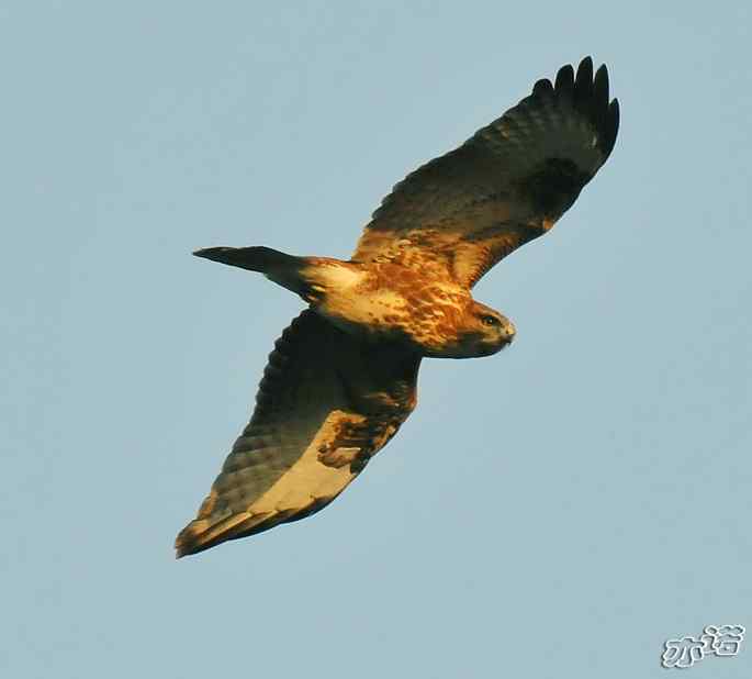 北京西山&nbsp;wbr路&nbsp;wbr守候猛禽迁徙通道两小时