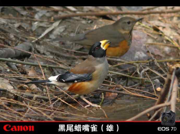 冬天在无锡能见到的三种蜡嘴雀