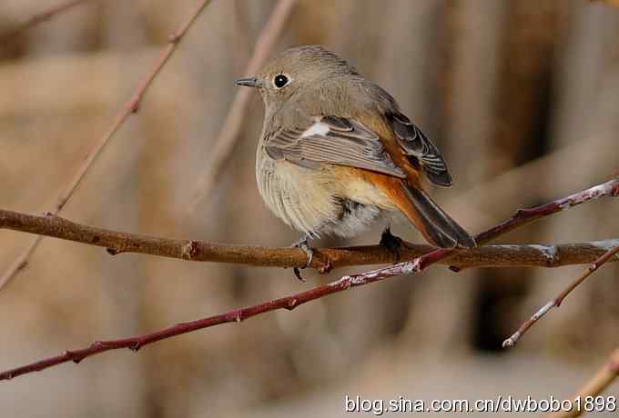 山光悦鸟性 wbr偶心竞翔飞 山光悦鸟性 wbr偶心竞翔飞