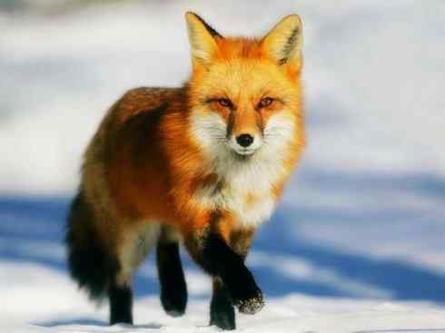 动物世界：山寨还是原创之十五