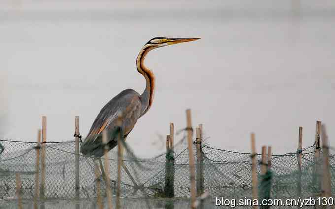 鸟的天堂（6）——乌梁素海的男一号（组图）