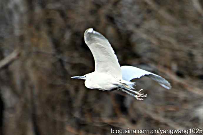 又见白鹭飞 wbr wbr1