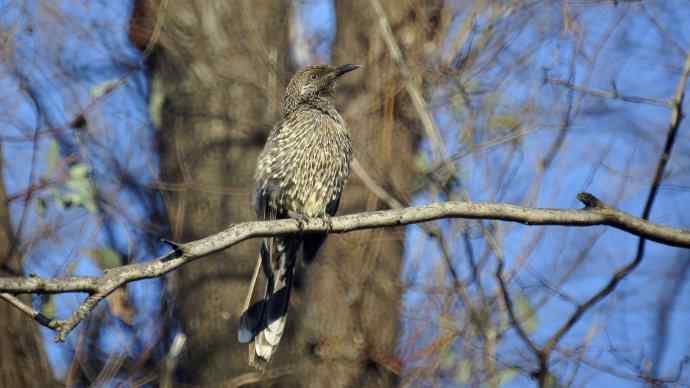 澳洲拍鸟鈥斺敶蚶α料啵1）