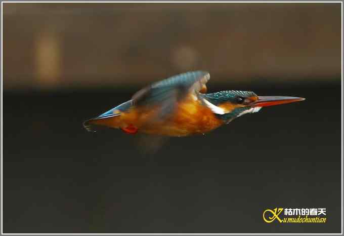 让鈥溞〈溻澐伞菊掌