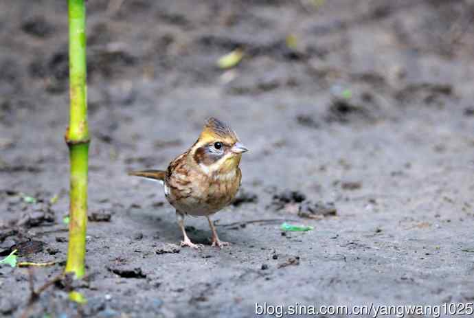雌性黄喉鹀（1）