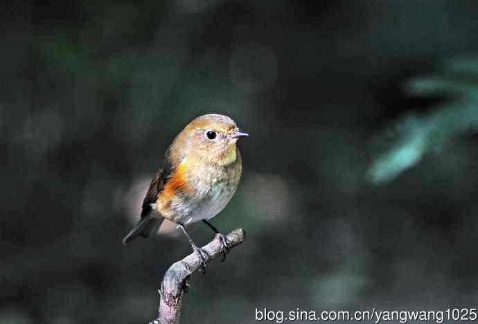 雌性红胁蓝尾鸲（57）