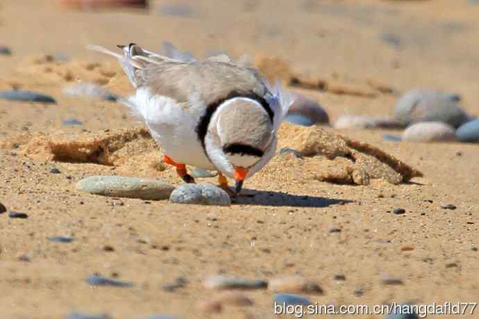 美国鸟类摄影——笛鸻（4）