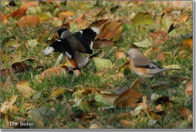 点击图片或使用键盘← →翻页