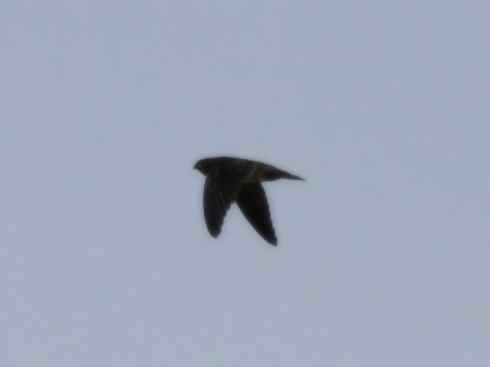 十大鸟类建筑师之一（家燕、金丝燕）