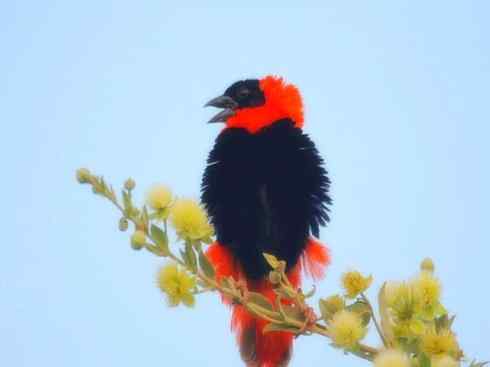 家禽驯化之源之二十四