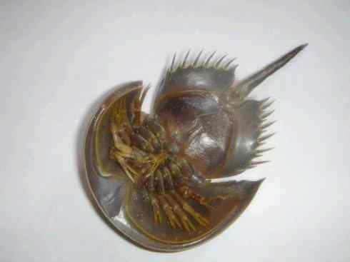 自然奇观：动物大迁徙(鲎)