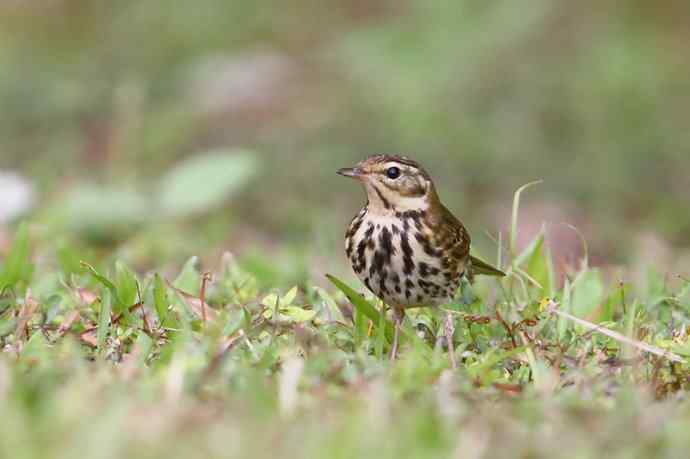 【版纳植物园三日 wbr新收获16种小鸟儿】 【版纳植物园三日 wbr新收获16种小鸟儿】
