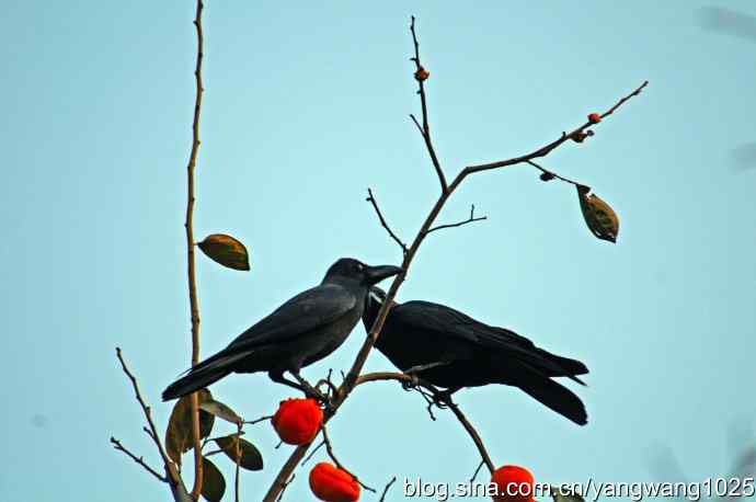 有福同享（记吃柿子的乌鸦）