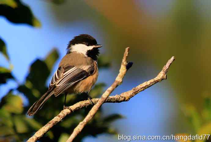 黑顶山雀 黑顶山雀