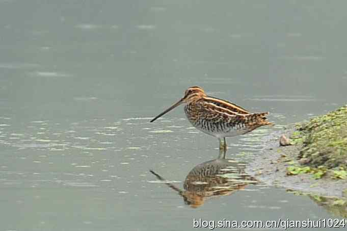 鸟儿快乐.人更快乐(沙河.奥体公园)