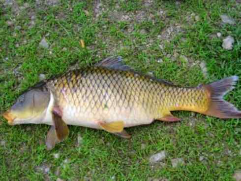 龙：传说的兽原型探秘（鲤鱼）