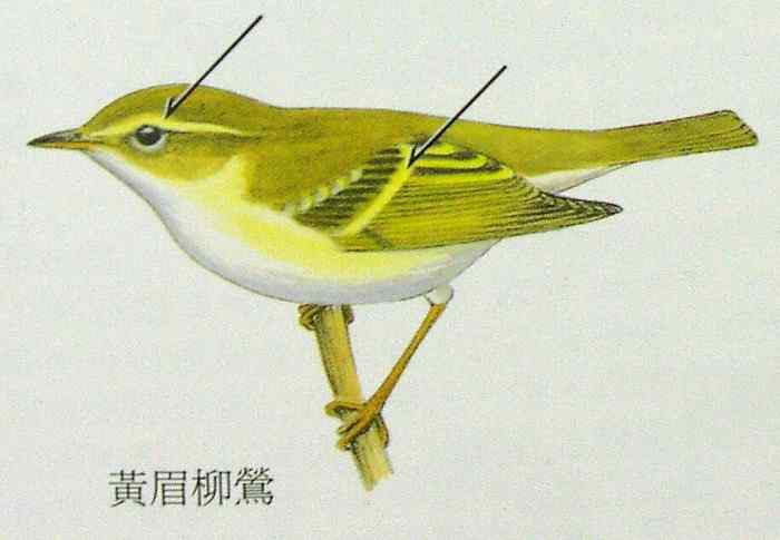 六种柳莺的区别和辨识