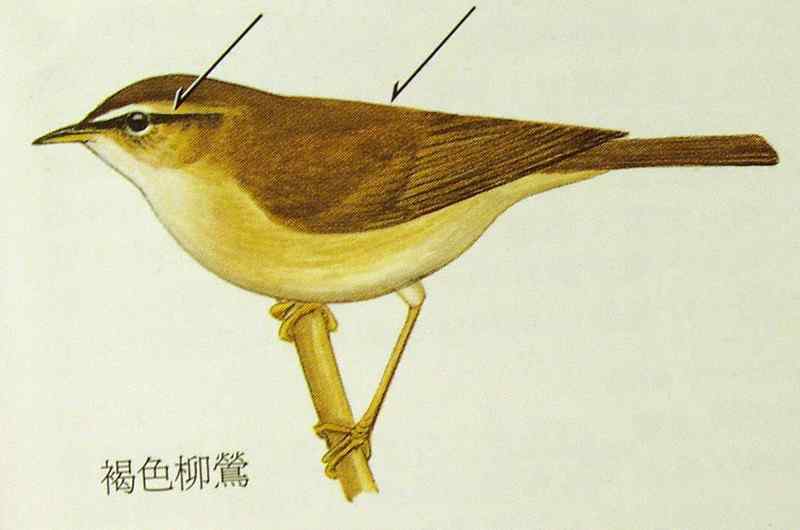 六种柳莺的区别和辨识