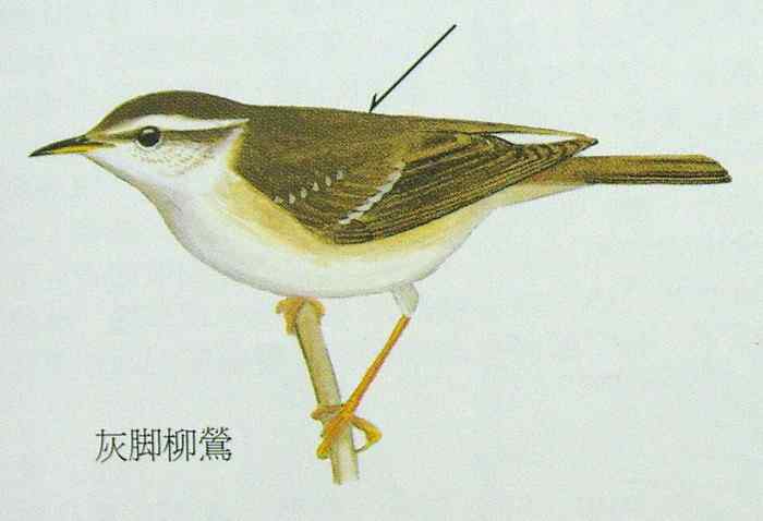 六种柳莺的区别和辨识