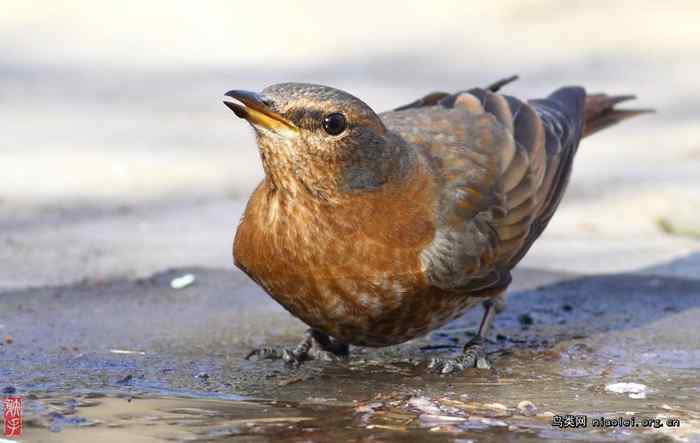 北京天坛的红尾鸫 北京天坛的红尾鸫