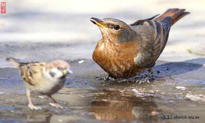 北京天坛的红尾鸫 北京天坛的红尾鸫
