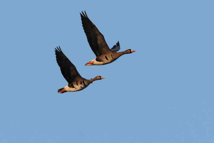 【新鸟】白额雁 wbr图牧吉湿地初探 【新鸟】白额雁 wbr图牧吉湿地初探