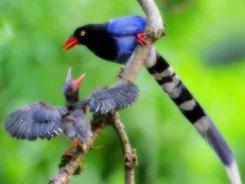 家禽驯化之源之三十一