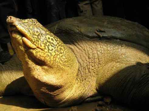 玄武：传说的兽原型探秘（鳖）