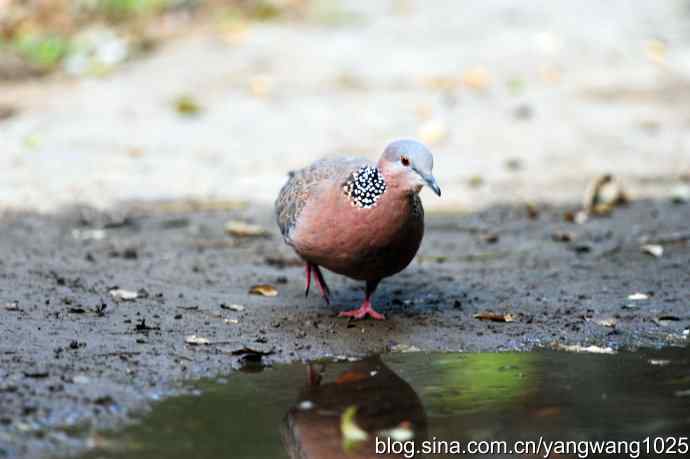 珠颈斑鸠（随拍）2