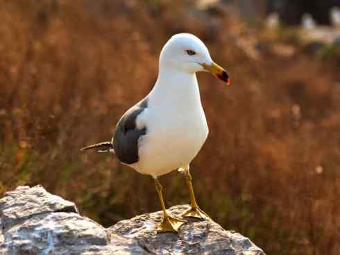 白头鸟系列：另类的美丽10（海鸥）