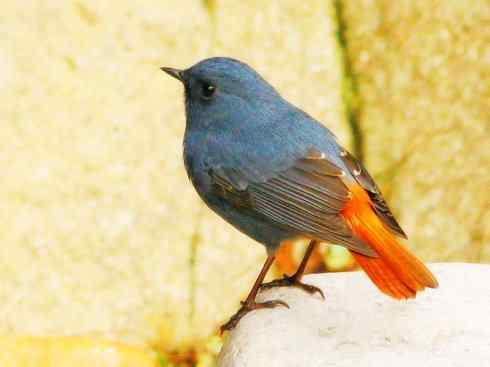 美丽无罪：雀鸟之溪鸲