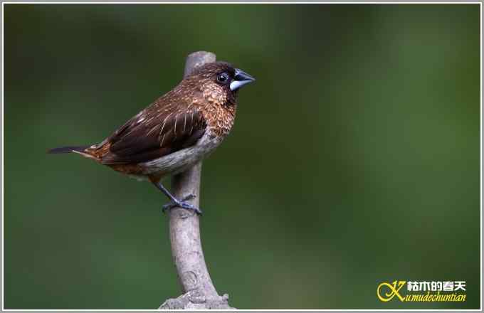 白腰文鸟一组【照片】