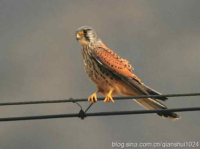 红隼的美味午餐(白河湾)