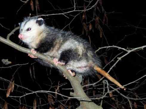 动物世界：山寨还是原创之十一