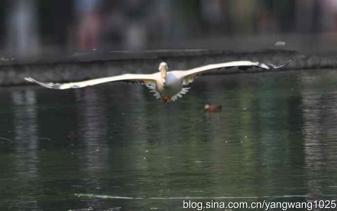 再拍大鹈鹕 wbr3 再拍大鹈鹕 wbr3