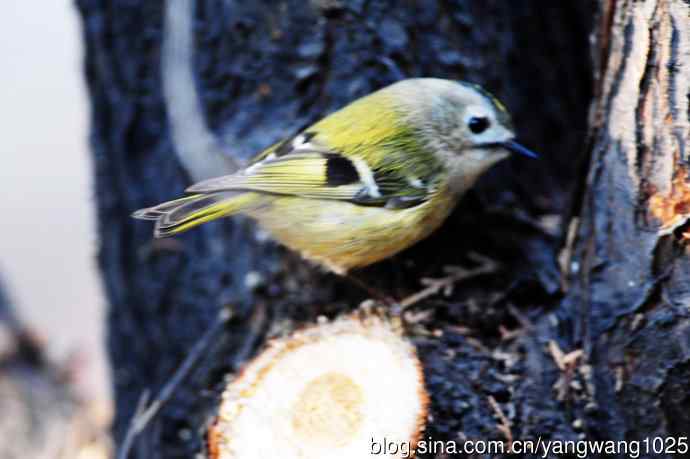 戴菊鸟(12) 戴菊鸟(12)