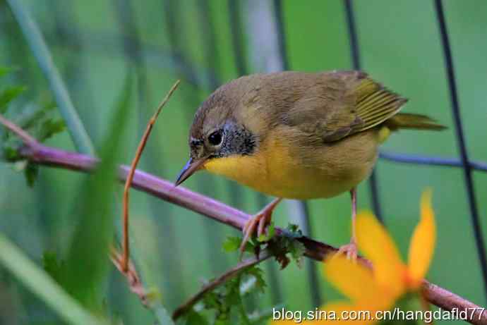 普通黄喉地莺路雌鸟