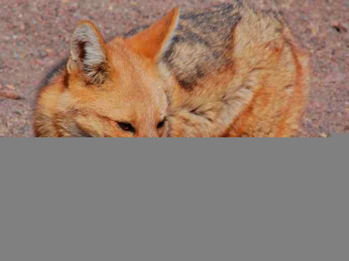 犬科：狐亚科伪狐属之阿根廷狐、山狐、达尔文狐