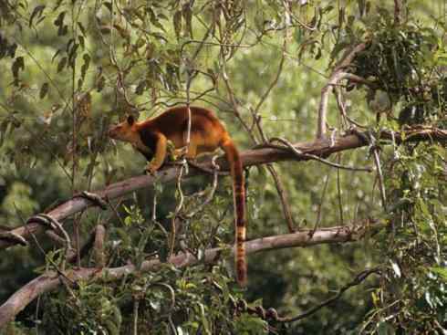 盘点十二大著名食蚁动物：袋食蚁兽