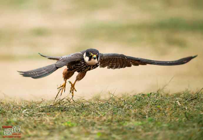 官厅水库&nbsp;wbr路&nbsp;wbr再拍燕隼