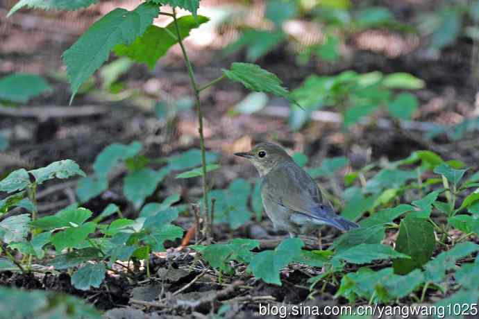 蓝歌鸲（亚成鸟）