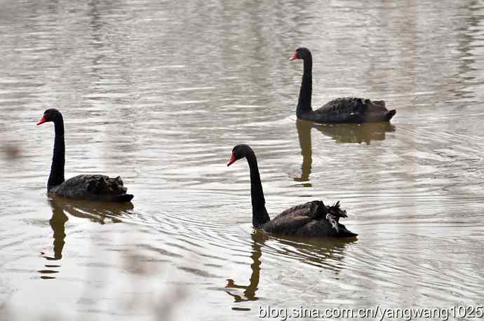 逆光拍摄黑天鹅 wbr2