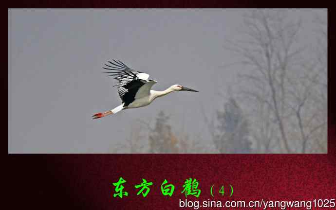 北京南海子公园的鸟类——东方白鹳（4）