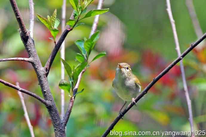 北京天坛公园的鸟类——极北柳莺（7）