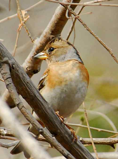 植物园初识柳莺金翅